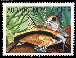 Brochis (sub-clade 3) arcuata