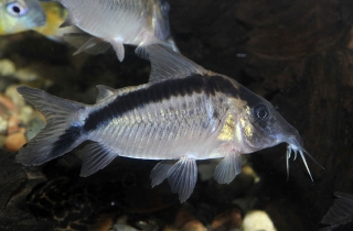 Brochis (sub-clade 3) bethanae