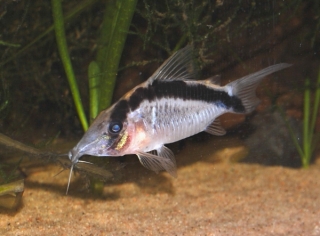 Brochis (sub-clade 3) bethanae