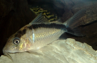 Brochis (sub-clade 3) bethanae