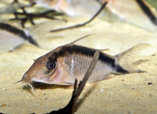 Brochis (sub-clade 3) bethanae