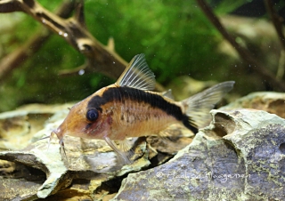 Brochis (sub-clade 3) bethanae