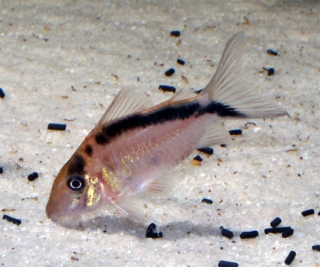 Brochis (sub-clade 3) bethanae