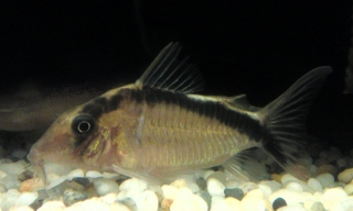 Brochis (sub-clade 3) bethanae