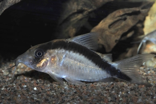 Brochis (sub-clade 3) bethanae