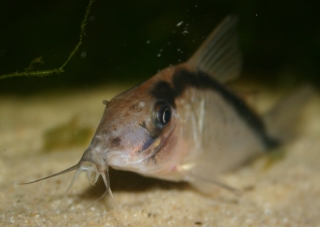 Brochis (sub-clade 3) bethanae