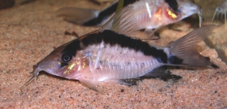 Brochis (sub-clade 3) bethanae