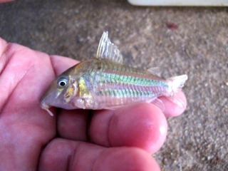 Brochis (sub-clade 3) bifasciata