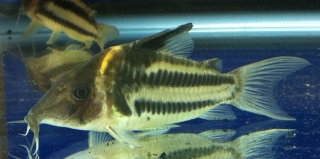 Brochis (sub-clade 3) bifasciata