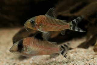 Brochis (sub-clade 3) condiscipulus