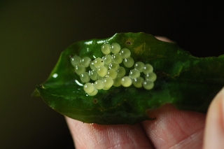 Brochis (sub-clade 3) condiscipulus