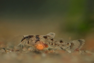 Brochis (sub-clade 3) condiscipulus