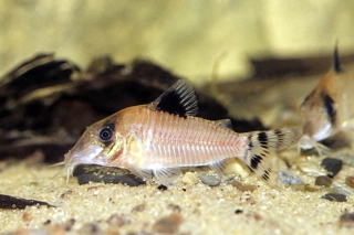 Brochis (sub-clade 3) condiscipulus