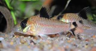 Brochis (sub-clade 3) condiscipulus