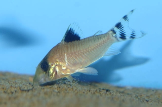 Brochis (sub-clade 3) condiscipulus