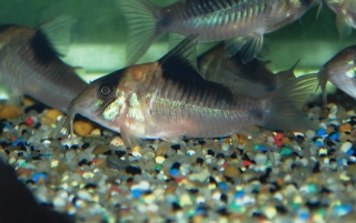 Brochis (sub-clade 3) cryptica