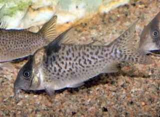 Brochis (sub-clade 3) delphax