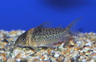 Brochis (sub-clade 3) delphax