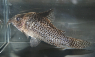 Brochis (sub-clade 3) delphax