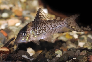 Brochis (sub-clade 3) delphax