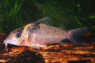 Brochis (sub-clade 3) delphax