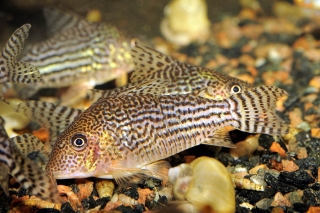 Brochis (sub-clade 3) haraldschultzi