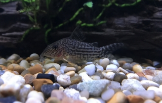 Brochis (sub-clade 3) haraldschultzi