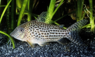 Brochis (sub-clade 3) haraldschultzi