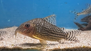 Brochis (sub-clade 3) haraldschultzi