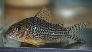 Brochis (sub-clade 3) haraldschultzi