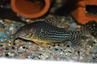 Brochis (sub-clade 3) haraldschultzi