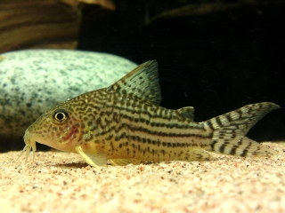 Brochis (sub-clade 3) haraldschultzi