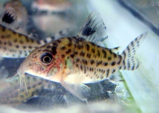 Brochis (sub-clade 3) lamberti