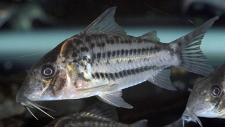 Brochis (sub-clade 3) ornata