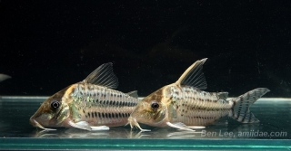 Brochis (sub-clade 3) ornata