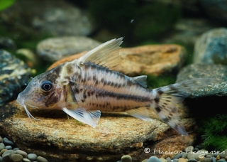 Brochis (sub-clade 3) pulchra