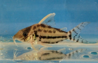 Brochis (sub-clade 3) pulchra