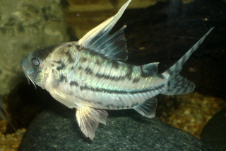 Brochis (sub-clade 3) pulchra