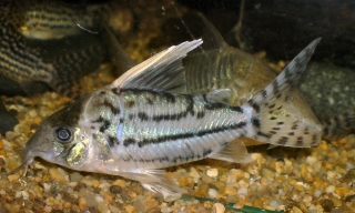 Brochis (sub-clade 3) pulchra