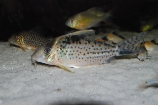 Brochis (sub-clade 3) robusta