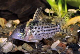 Brochis (sub-clade 3) robusta