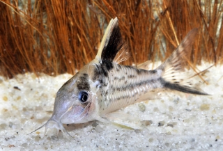 Brochis (sub-clade 3) robusta