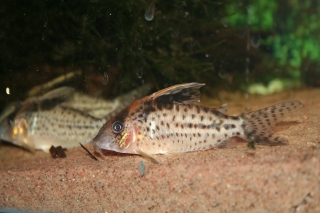 Brochis (sub-clade 3) robusta