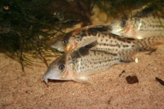 Brochis (sub-clade 3) robusta