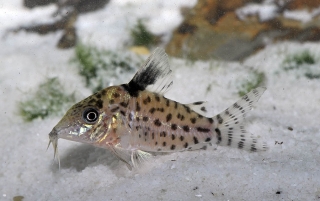 Brochis (sub-clade 3) robusta