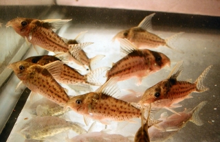 Brochis (sub-clade 3) robusta