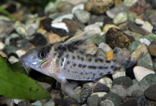 Brochis (sub-clade 3) robusta