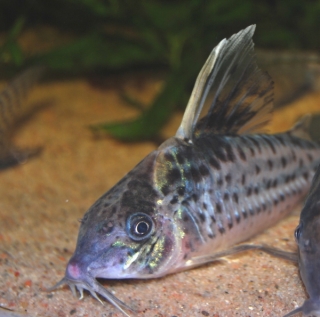 Brochis (sub-clade 3) robusta