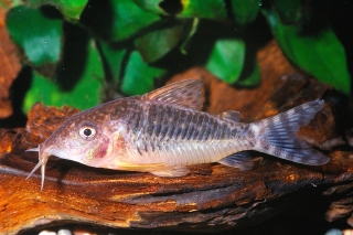 Brochis (sub-clade 3) seussi