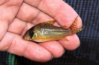 Brochis (sub-clade 3) sp. (C071)